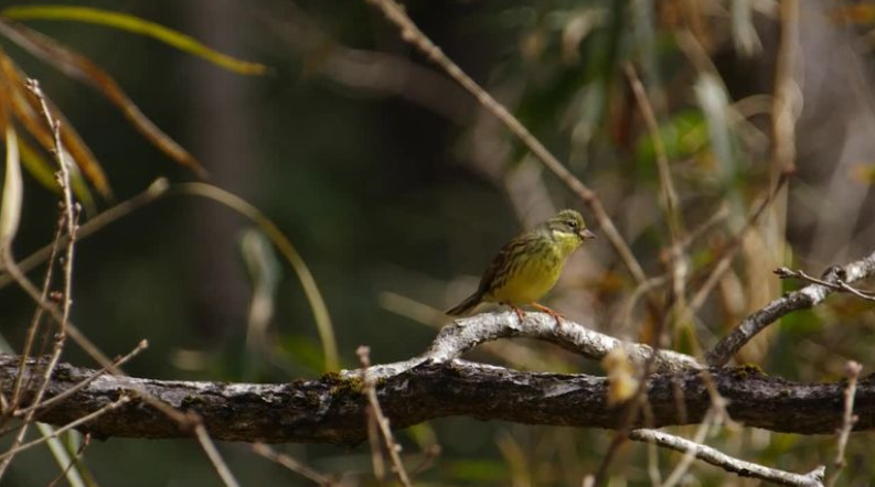 Pentax PAPILIO II 6.5x21