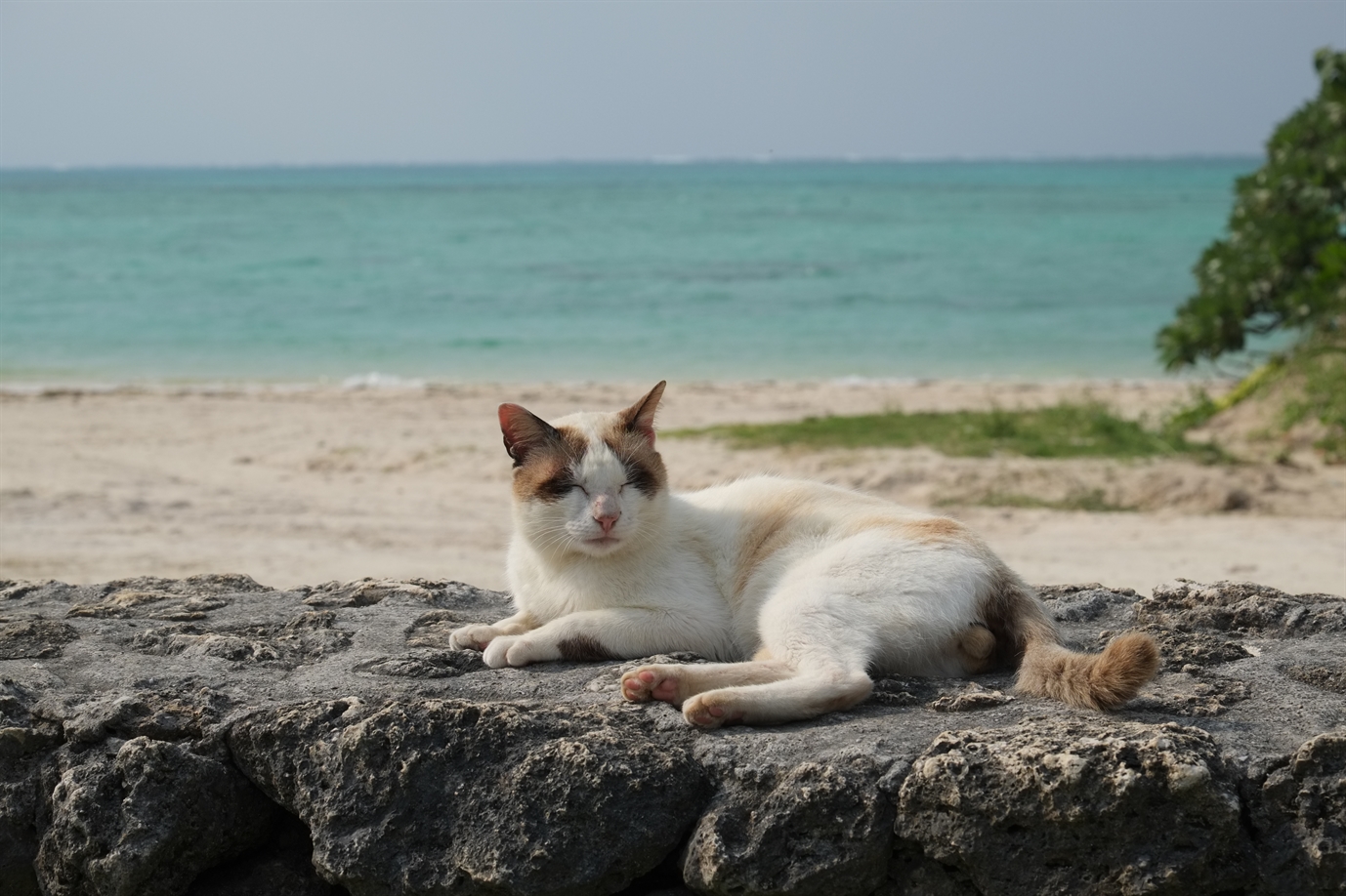 Fujifilm Fujinon XF55-200mm F3,5-4.8 R OIS