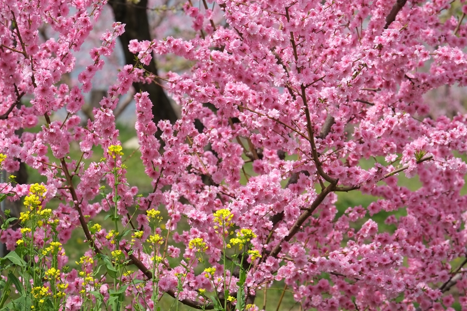 Fujifilm Fujinon XF55-200mm F3,5-4.8 R OIS